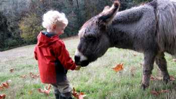 Leaping Lamb Farm