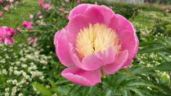 North Pole Peonies