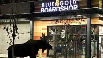 Blue & Gold Boardshop