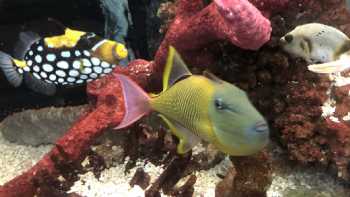 Tropical Lagoon Aquarium