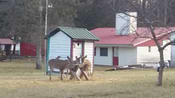 Featherbed and Breakfast