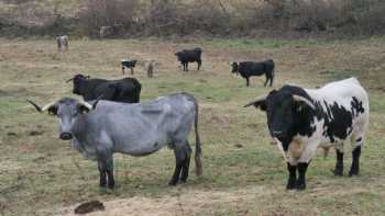 EL RONDILLO DE GREDOS