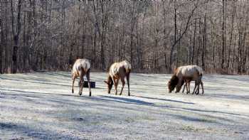 Benezett Store Campground