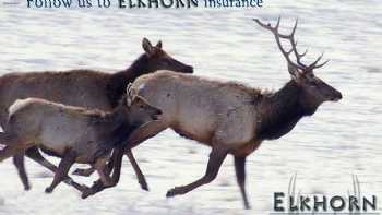 Elkhorn Insurance Agency